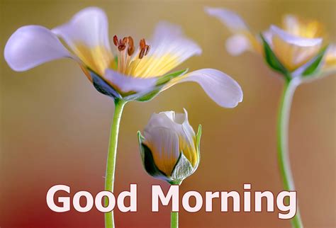 good morning 4k hd images|good morning full hd pic.